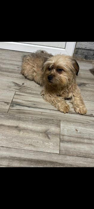 Yorkshire Terrier- 14 luni