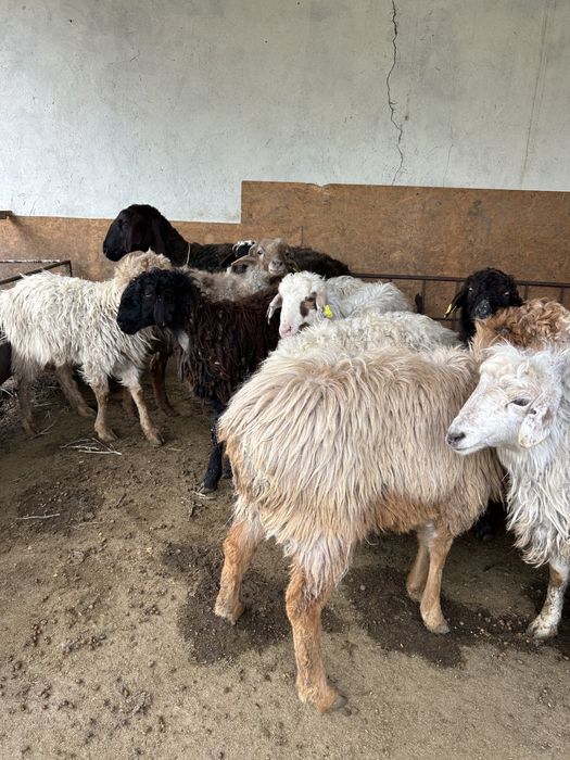 10 бас еркек токты сатылады