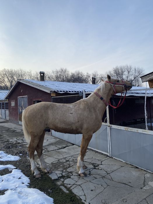 Ат сатылады жорға