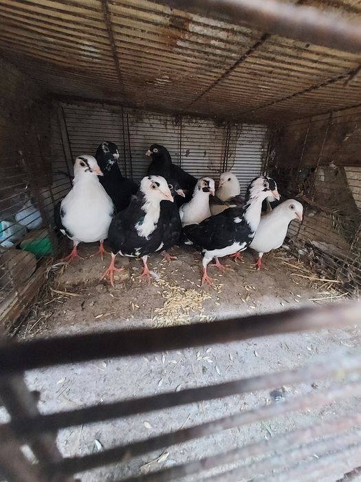 Porumbei Jucători De Galați