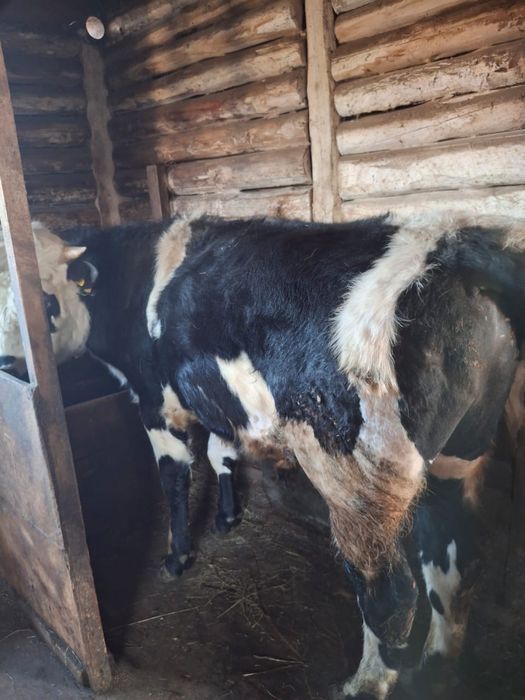 Продам быка Бишкуль