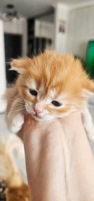 Котята породистые