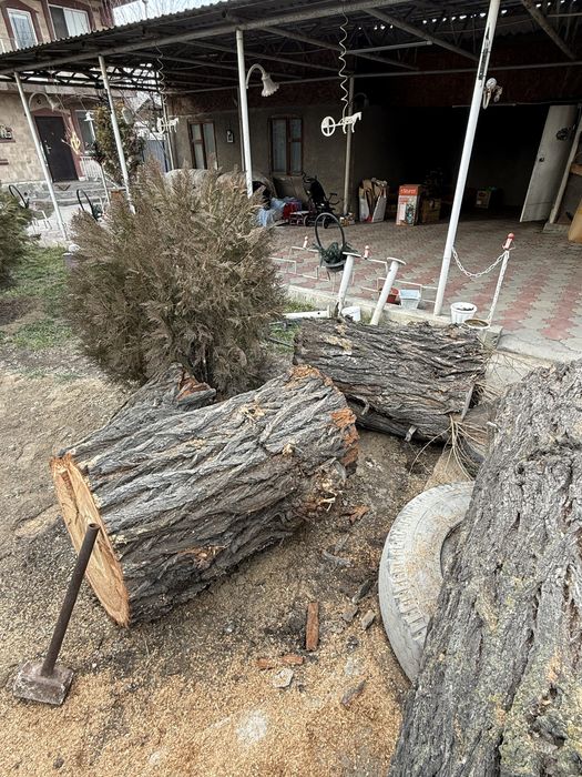 Продам карагаш 2 метра  диаметр 70 см