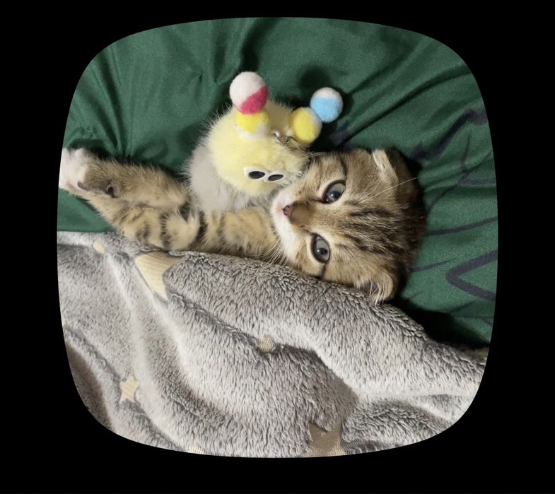 Котенок Продается