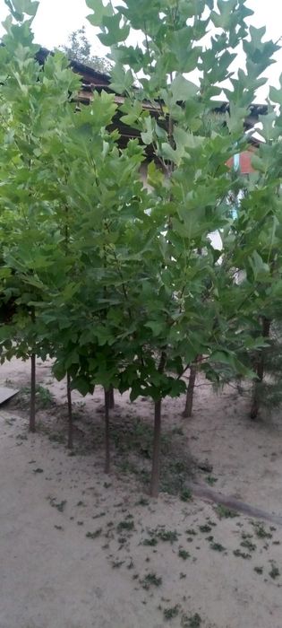 Manzarali daraxtlar sotladi