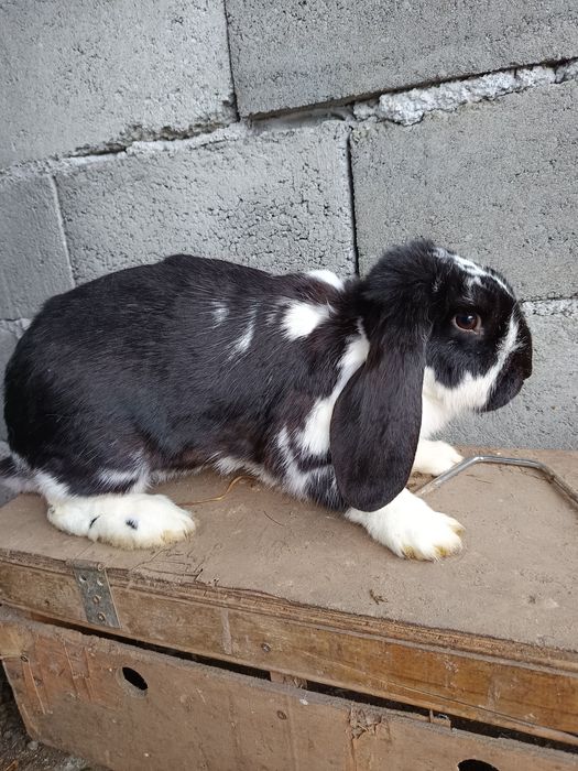 Iepure Berbec German