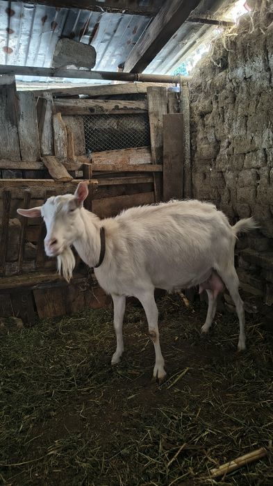 Capra de vânzare buna pentru lapte