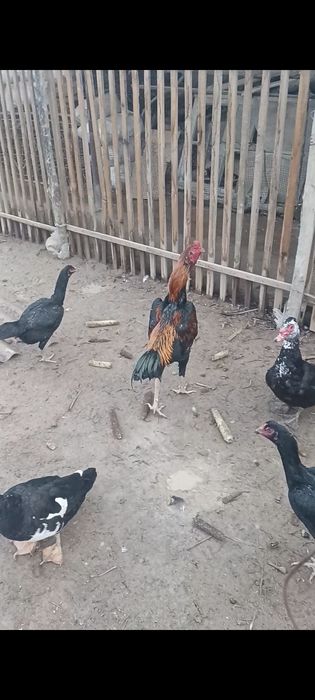 Дакан кораз сатылады