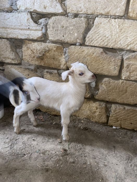 Сүтті ешкі сатлады екі лағымен бірге