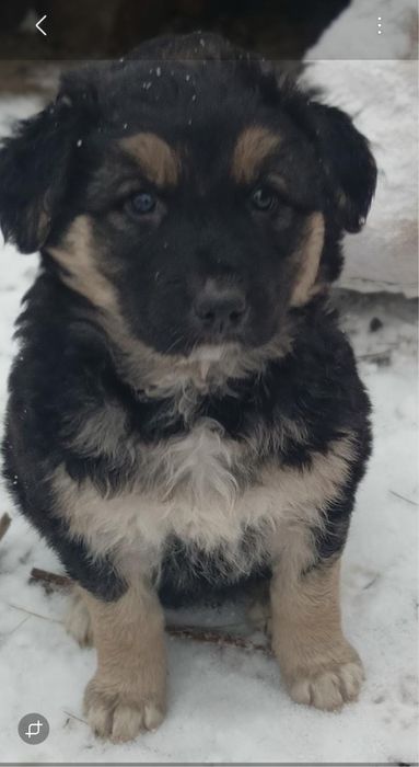 Щенкииии овчаркииии