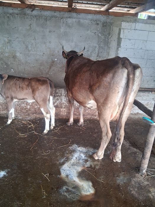 Vand vaca cu vitel