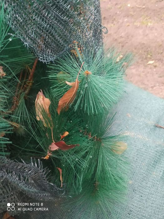 Арча ёлка 8 метр