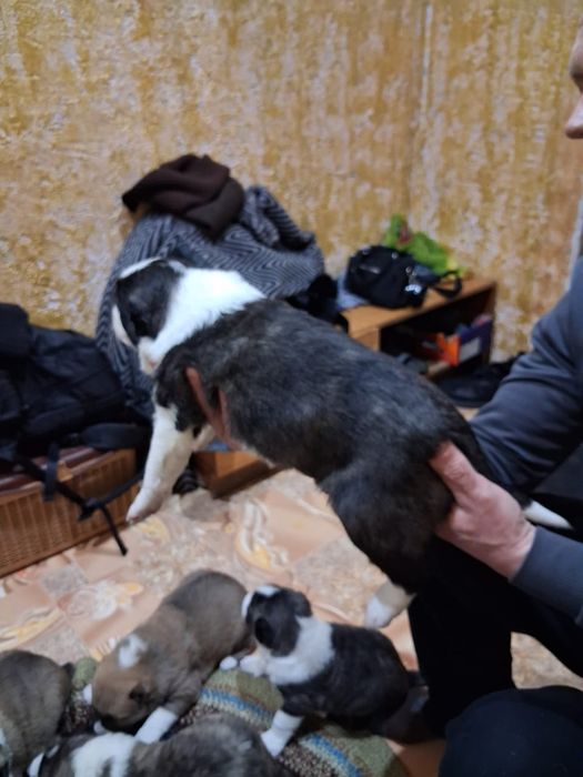 Щенки САО (алабай)