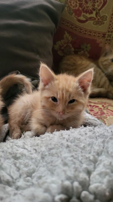 Котята рыжие бесплатно