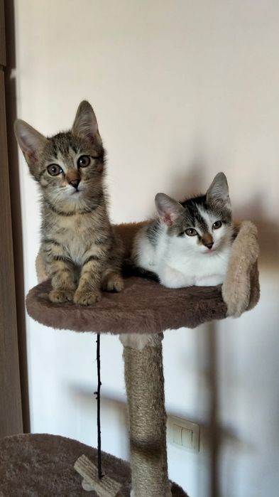 Отдам котят в добрые руки