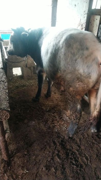 Продам бычков стоят на откорме