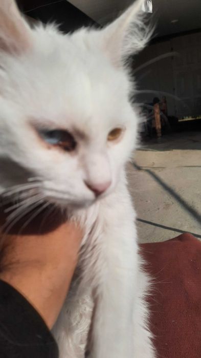 Ikki hil ko'zli noyob baroq mushugi