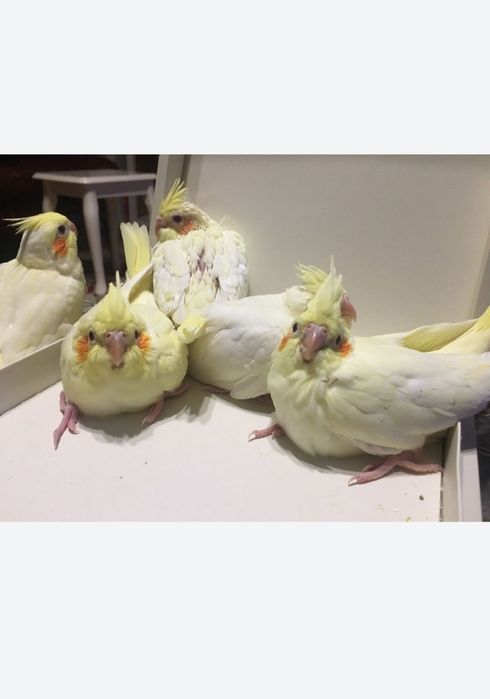 Поступление ручных птенцов Корелл