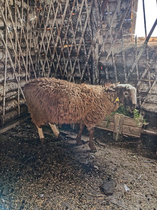 Продам молодой кошкар