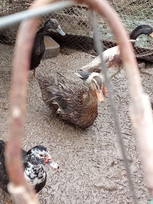 O rată Rouen și rate salbatice