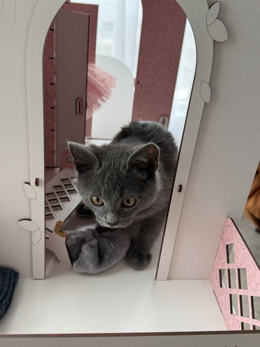 Отдам котенка в добрые руки