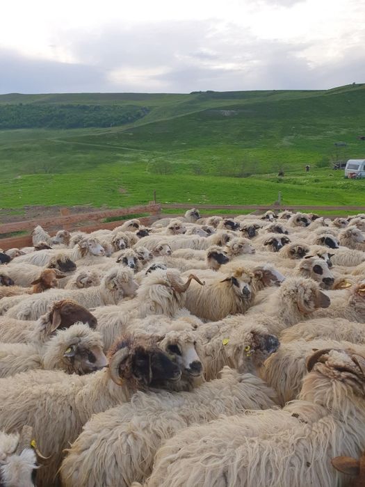 Se vand 250 de oi, toate tinerere si gestante