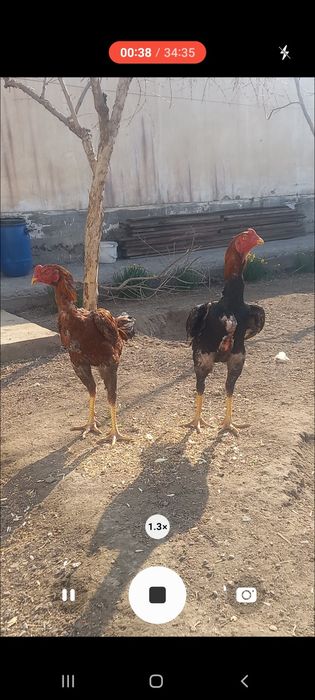 Хурозлар сотилади