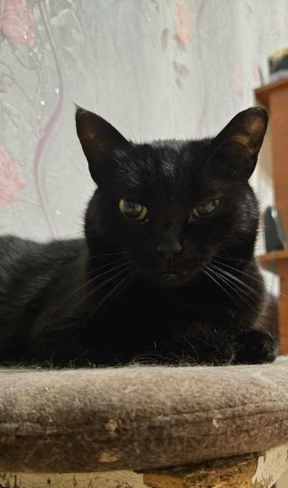 Ищем любящую семью