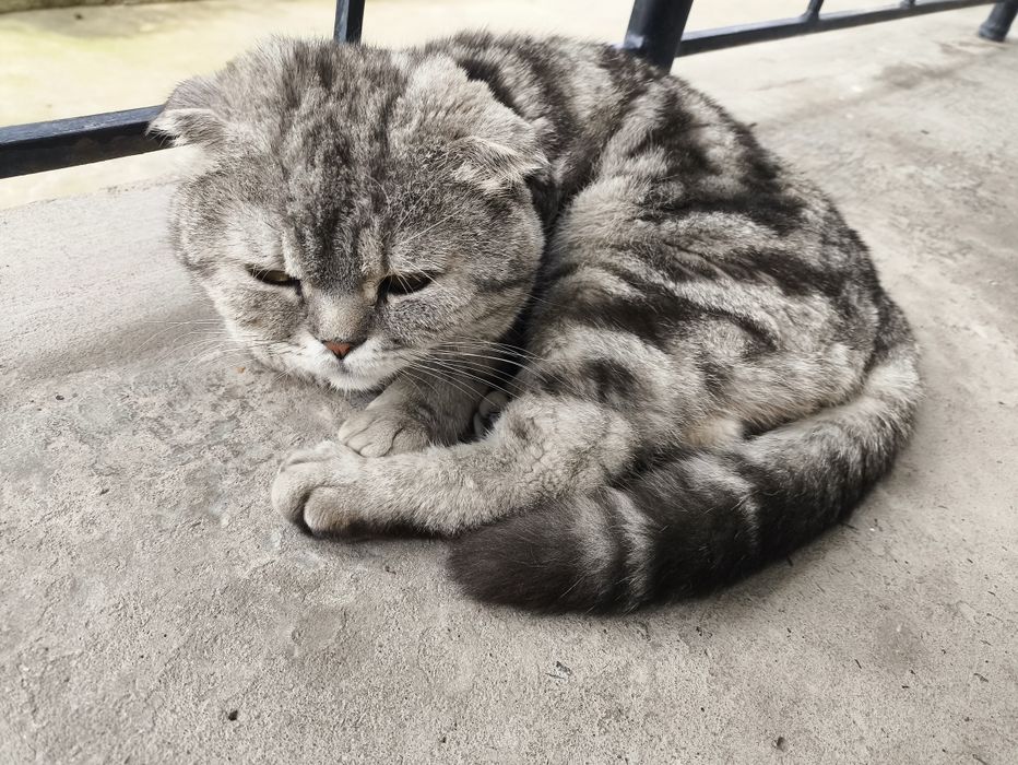 котята вислоухие