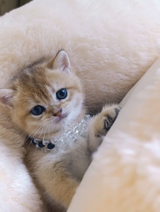 Котята золотые шиншиллы!