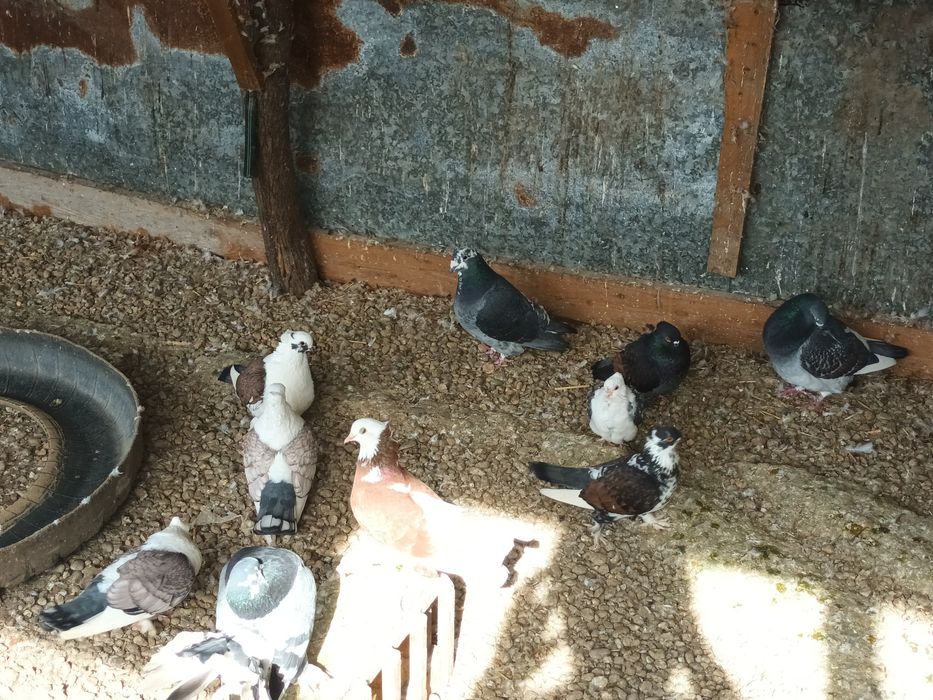 Porumbei de vânzare