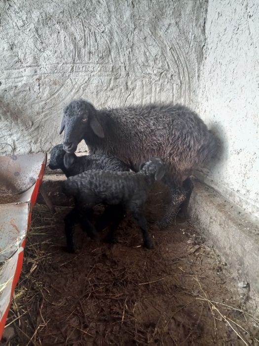 Ona bola qo'ylar sotiladi Peshko' tuman