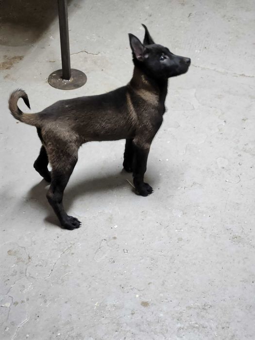 Femela Ciobanesc belgian Malinois cu pedigree