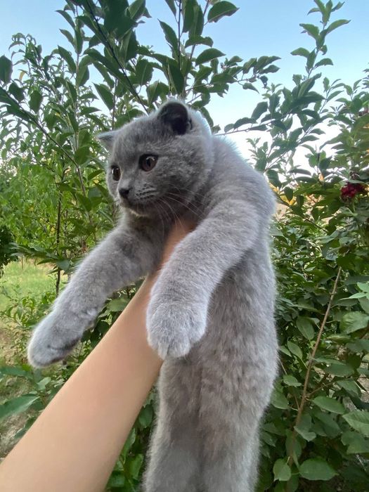 British shorthair 6 oylik o'g'il