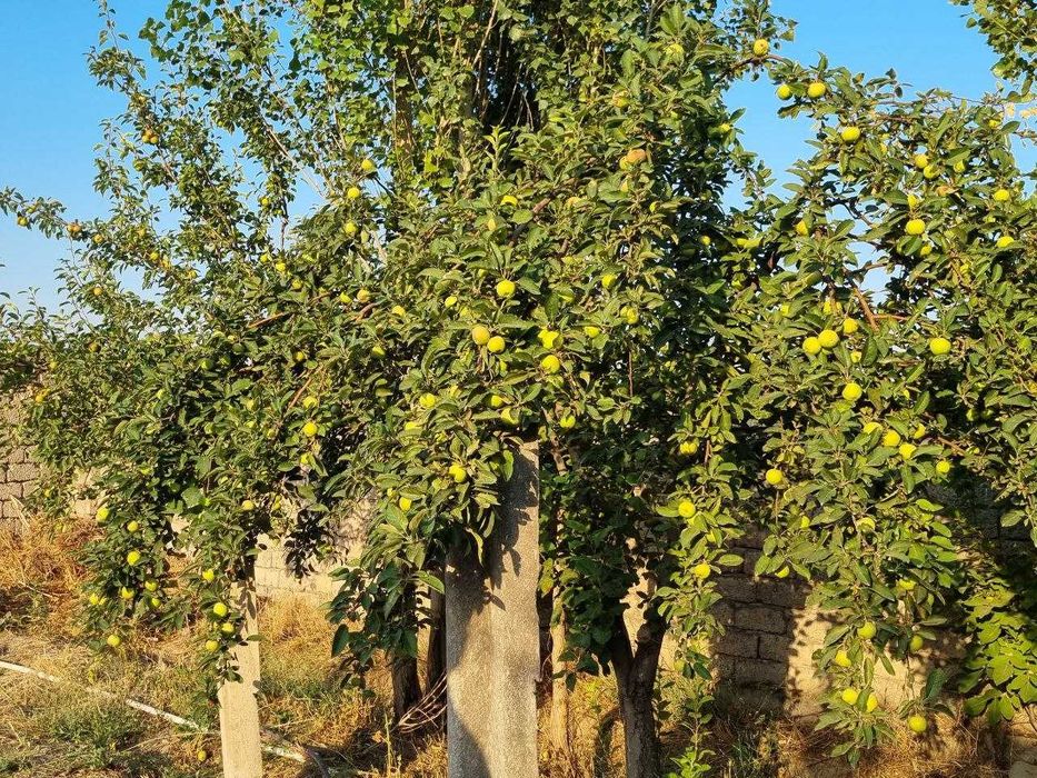 Продается дом, г Нурафшан, 10 соток