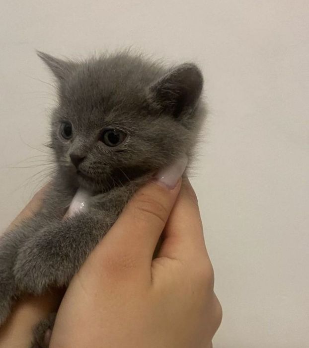 В плюшнвых шубках котята девочки