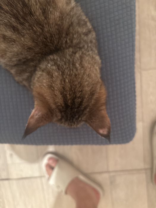 Отдам котенка 4 месяца