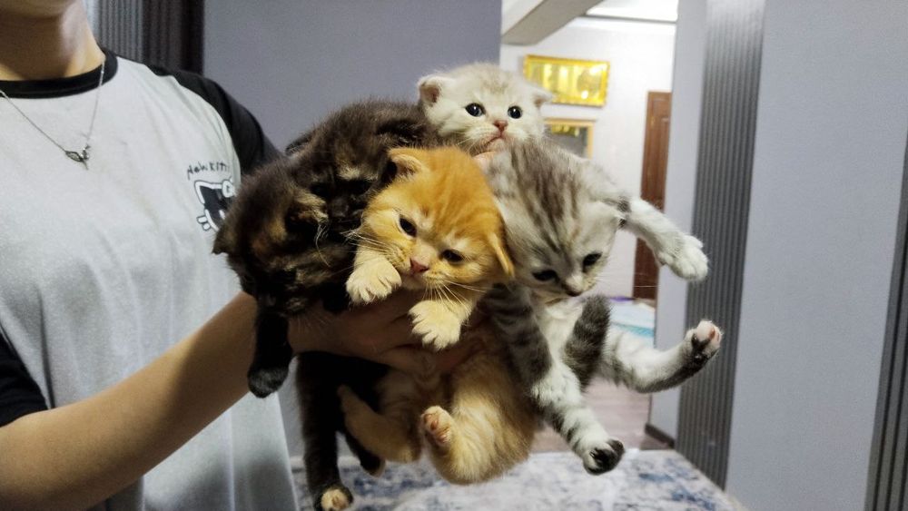 Котята породы Шотланскин вислоухие 20 дней