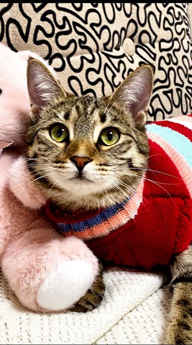 Котята-подростки в добрые руки