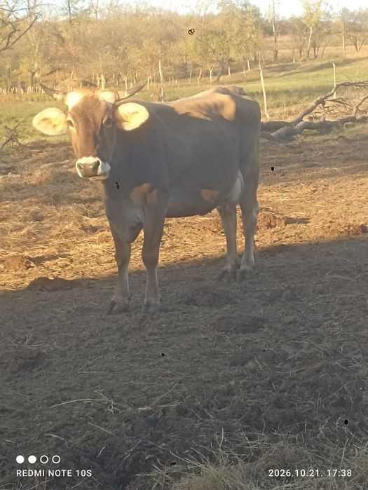 Brunā de maramures cu vitel