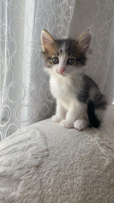 Отдам котят в хорошие руки