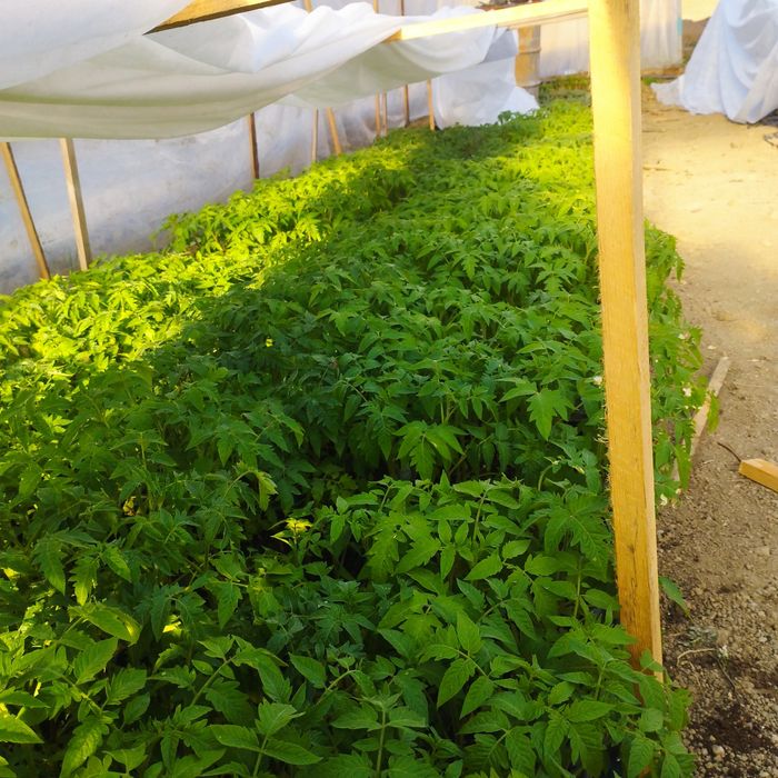 Răsad de roșii gata de plantat