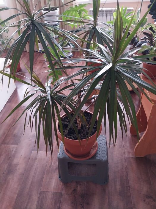 Драцена взрослая.