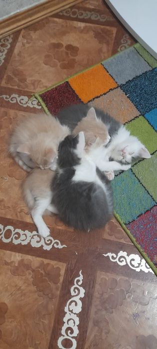 Отдам в добрые руки котят