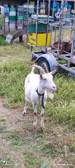 Capre metise alpine/ saanen