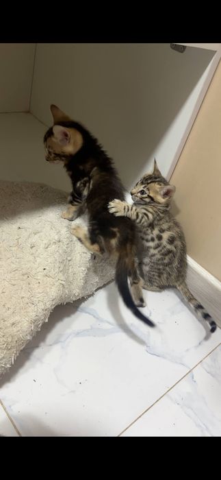 Bengal mushukcha sotiladi