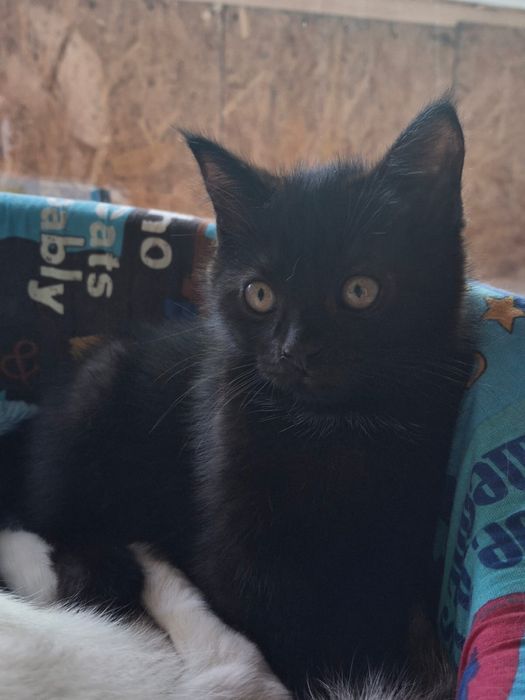 Отдам котенка  девочку даром