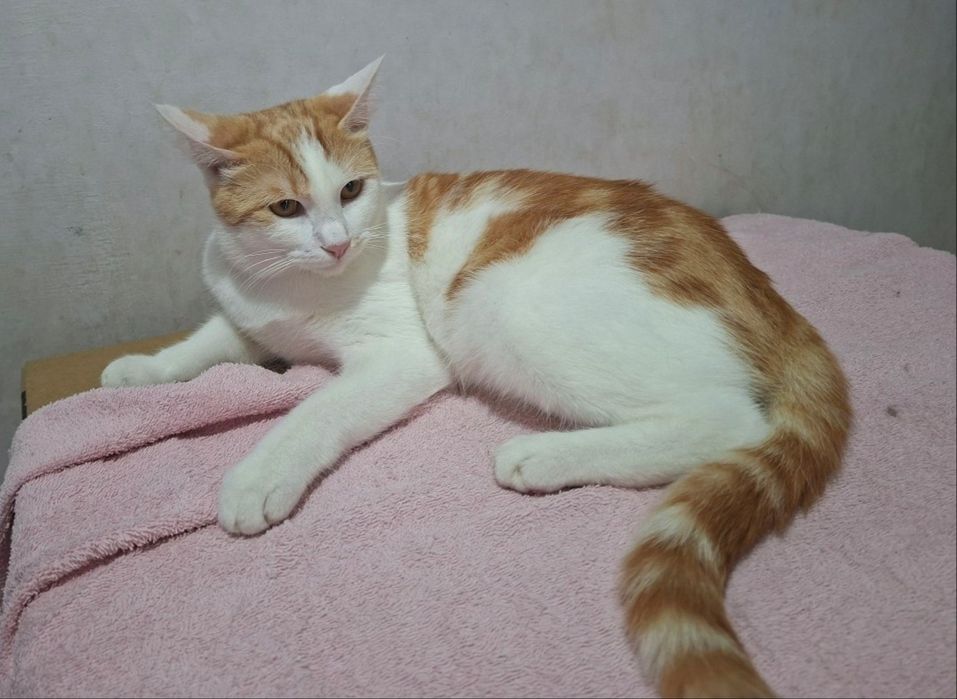 Пристраивается котик кастрированный