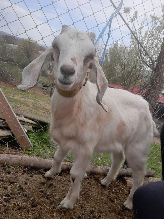 Tapisori anglo nubian  vârsta 2 luni