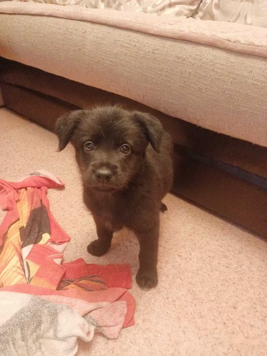 Щенок-девочка в добрые руки